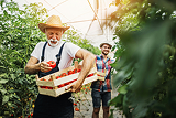 أشخاص يحصدون الخضروات في دفيئة زراعية