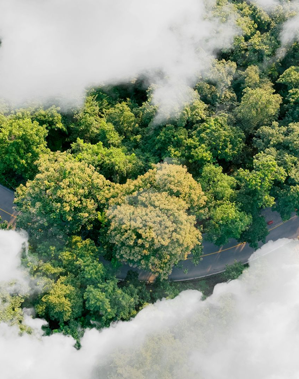 Grüner Wald von oben, umrahmt von Wolken