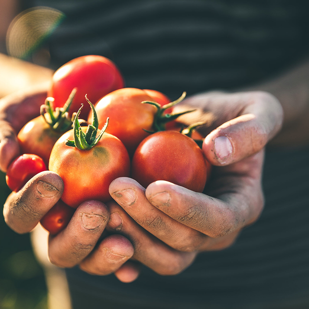 Frisch geerntete Tomaten in zwei Händen